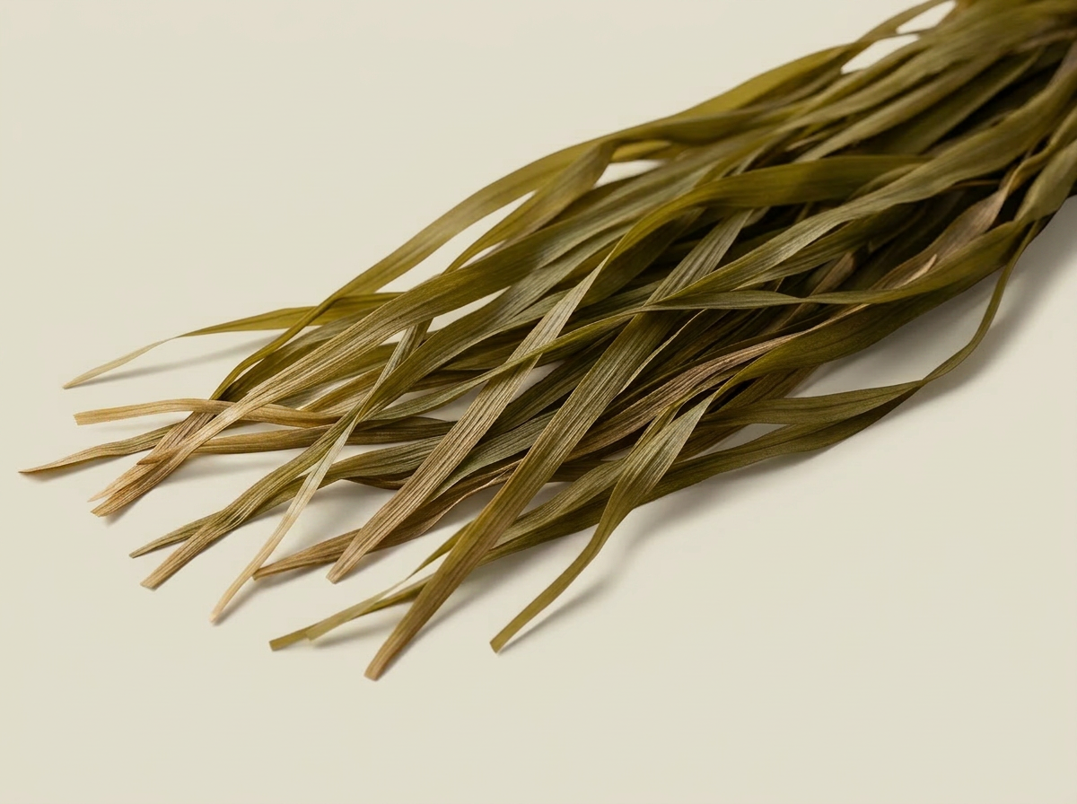 Dried eelgrass leaves